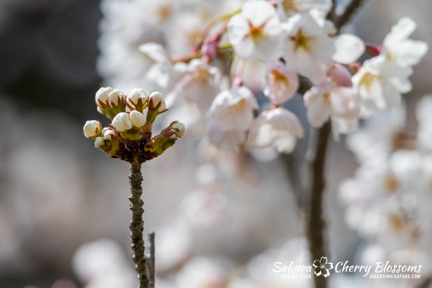 Sakura Watch May 1, 2026 - Peak Bloom begins in High Park, but Sakura Watch May 1, 2026 - Peak Bloom begins in High Park, but